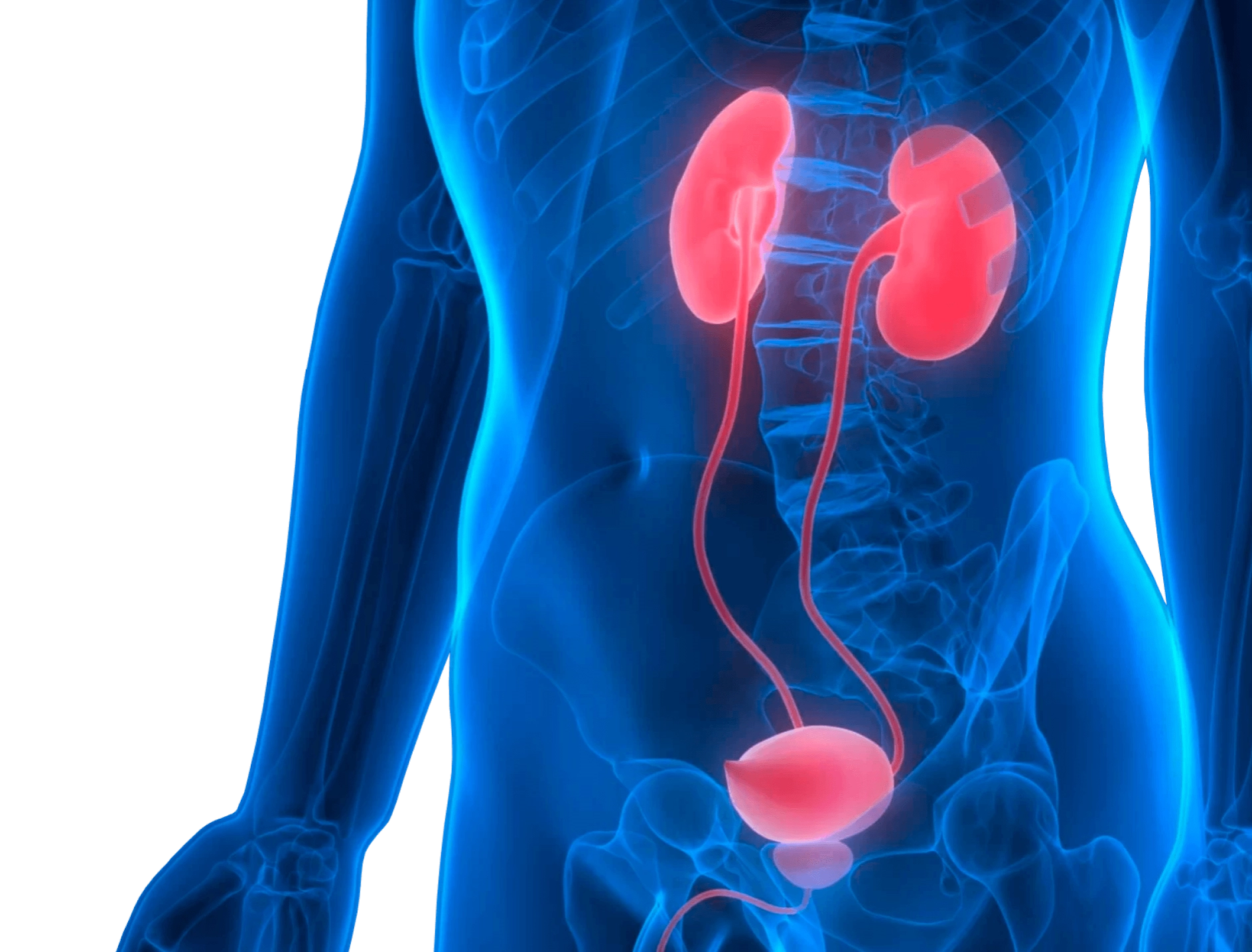 мочеполовая система человека